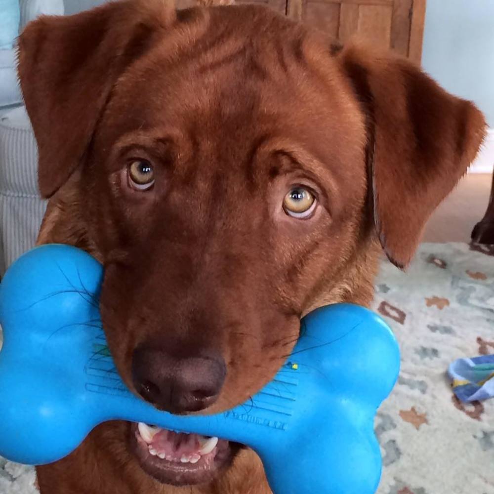 Meet your Posher, Susan